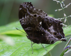 Protogoniomorpha cytora