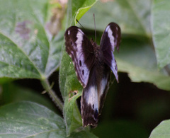 Protogoniomorpha cytora