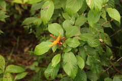 Dryas iulia