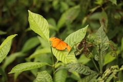 Dryas iulia