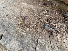 Megacyllene antennata