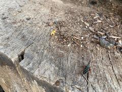 Megacyllene antennata