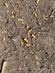 Megacyllene antennata