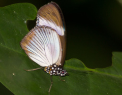 Hypolimnas anthedon anthedon