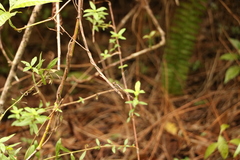 Erythrodiplax umbrata