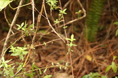 Erythrodiplax umbrata