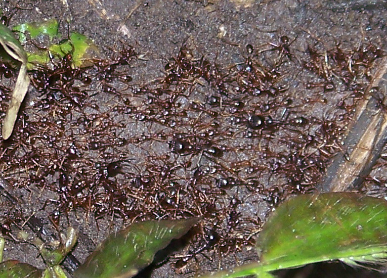 Dorylus nigricans