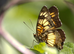 Junonia sophia sophia