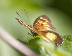 Junonia sophia sophia