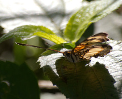 Junonia sophia sophia