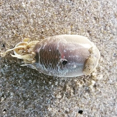 Emerita brasiliensis
