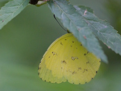 Eurema hecabe solifera