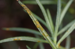 Coleosporium senecionis