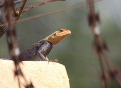 Agama