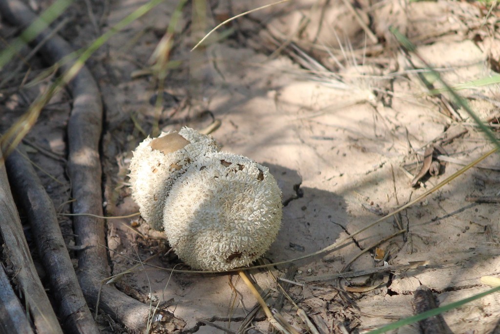 Lycoperdon marginatum · December 2020 · photo: © demianlescano (iNaturalist, cc0)