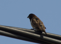 Spermestes cucullata
