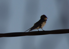 Hirundo aethiopica