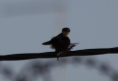 Hirundo aethiopica