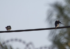 Hirundo aethiopica