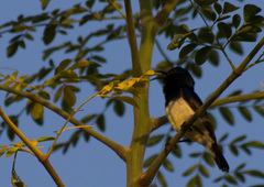 Cinnyris venustus