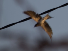Hirundo aethiopica