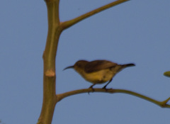 Cinnyris