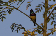 Cinnyris venustus