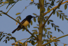 Cinnyris venustus