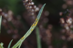 Coleosporium senecionis