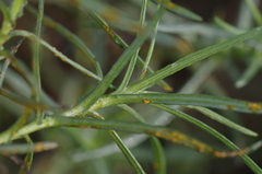 Coleosporium senecionis