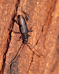 Callidiopis scutellaris