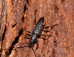 Callidiopis scutellaris