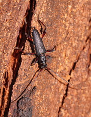 Callidiopis scutellaris