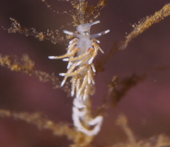 Rubramoena rubescens