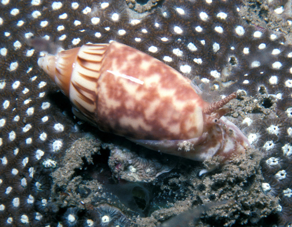 Oliva parkinsoni