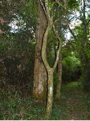 Eugenia involucrata