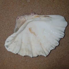 Hippopus
