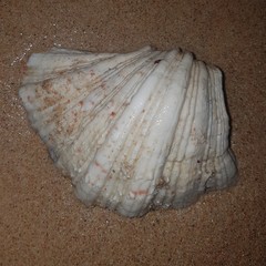 Hippopus