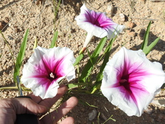 Ipomoea longifolia