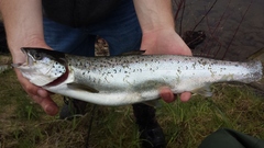Salmo salar