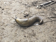 Ariolimax brachyphallus