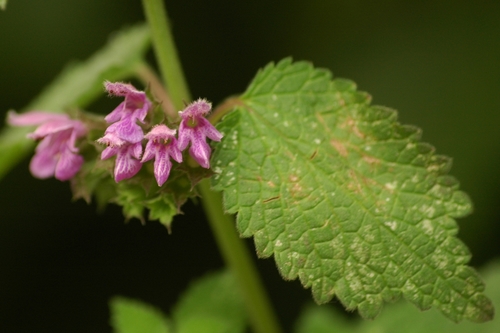 Genus Ballota · iNaturalist