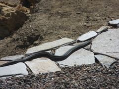 Masticophis lateralis