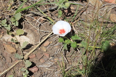 Pavonia cymbalaria