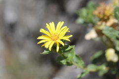 Grindelia buphthalmoides