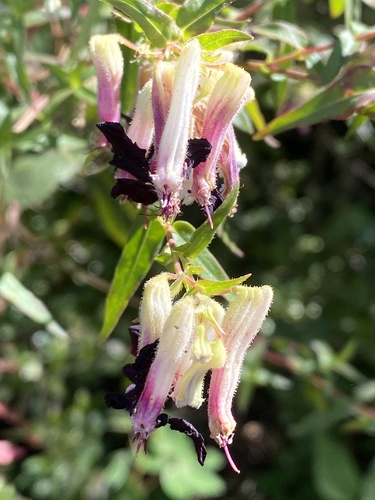 Cuphea avigera (Cuphea avigera)