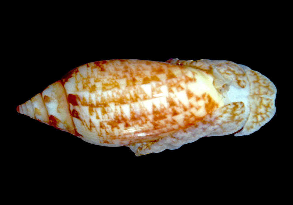 Olive Snails