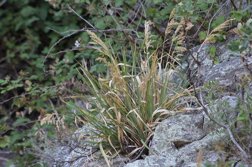 Poa iridifolia, photograph 4