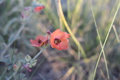 Sphaeralcea australis