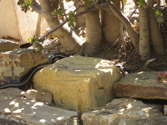 Masticophis lateralis